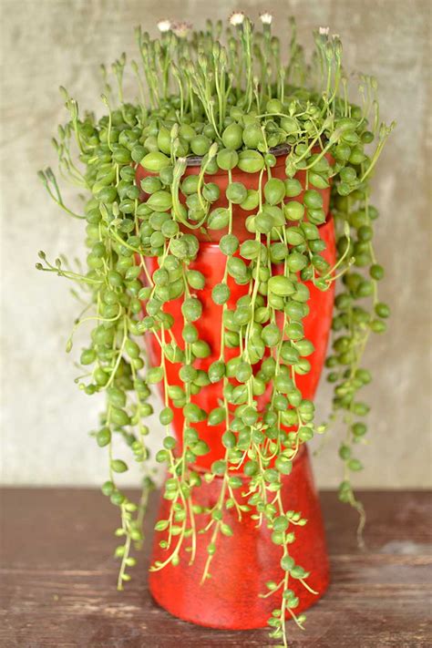 custom moisture meter string of pearls|string of pearls growing temperature.